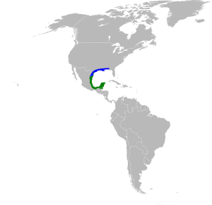 Amazilia yucatanensis map.svg