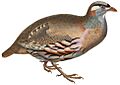 Ammoperdix griseogularis 1849 white background