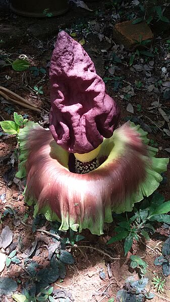 Amorphophallus Paeoniifolius e