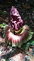 Amorphophallus Paeoniifolius e