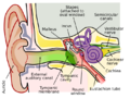 Anatomy of the Human Ear en