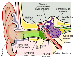 Anatomy of the Human Ear en.svg