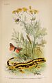 Animal coloration (Plate III) (7042622427)