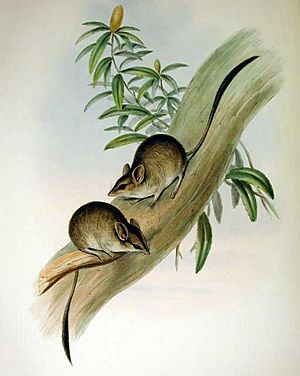 Antechinomys lanigera - Gould