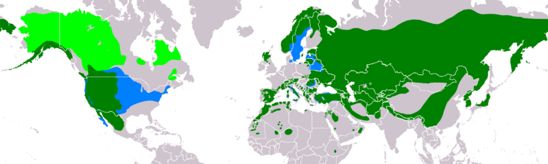 AquilaChrysaetosIUCNver2018 2