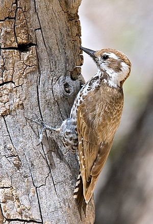 Arizona Woodpecker female