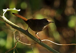 Barratt's Warbler 2013 07 21.jpg