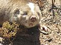 Bathyergus suillus Flipphi 2