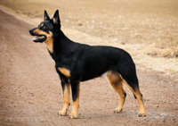Black & Tan kelpie