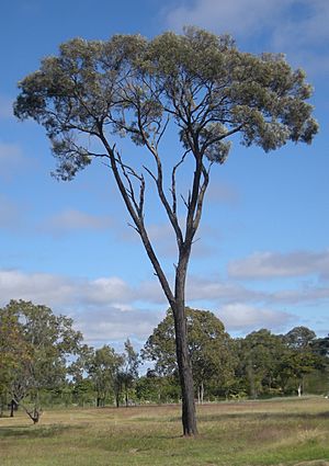 Brigalow tree