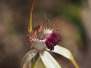 Caladenia thinicola 02