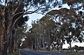 Calder Woodburn Memorial Avenue 001