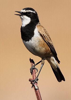 Capped Wheatear, Oenanthe pileata at Suikerbosrand Nature Reserve, Gauteng, South Africa.jpg
