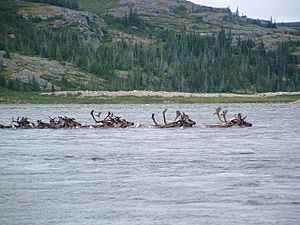 Caribou crossing Leaf River