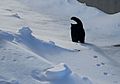 Cat walking on the snow-Zanastardust