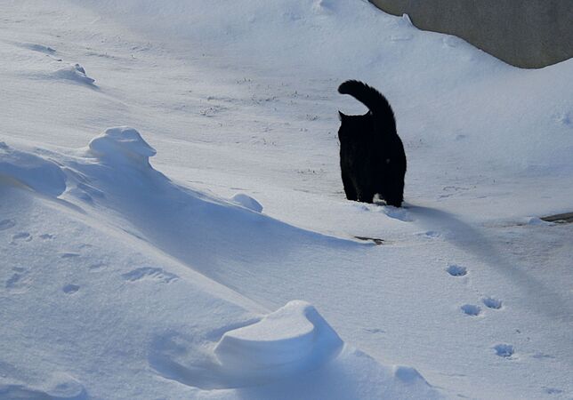 Cat walking on the snow-Zanastardust
