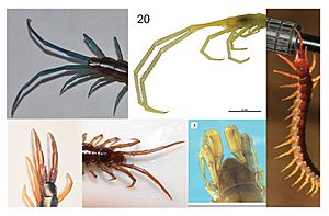 Centipede ultimate legs collage