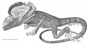 Chlamydosaurus kingii engraving by Mr. Curtis 1827