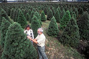 Christmas tree farm East Lansing MI check for pine shoot beetles