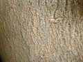 Chrysophyllum viridifolium, bas, Manie van der Schijff BT, b