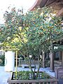 Citrus aurantium chinotto1