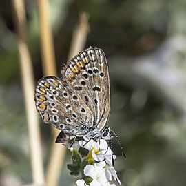 Common blue Facts for Kids