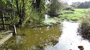 Cranham Marsh stream.JPG