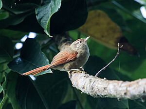 Cranioleuca hellmayri - Streak-capped Spinetail.jpg