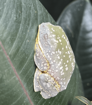 Cruziohyla craspedopus daytime