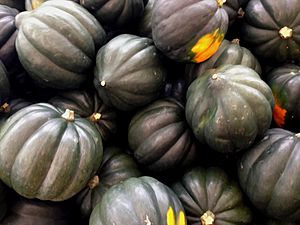 Cucurbita pepo Acorn squash - Squash V
