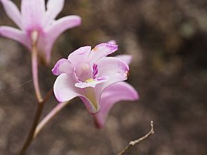Dendrobium kingianum (flower).jpg