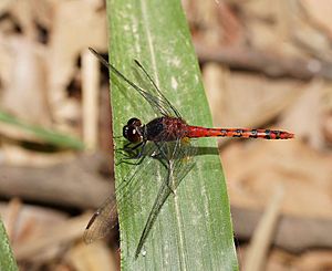 Dragonfly Diplacodes melanopsis m Willi140118-2515.jpg