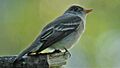 Eastern Wood-Pewee singing (8435512543)