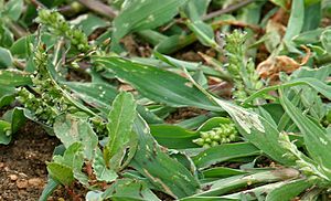 Echinochloa colona (Jungle Rice) W2 IMG 0528