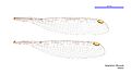 Episynlestes albicauda female wings (34788212346)
