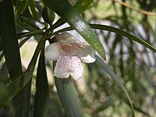 Eremophila bignoniiflora flower