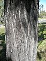 Eucalyptus Crebra bark
