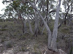 Eucalyptus arenacea habit.jpg