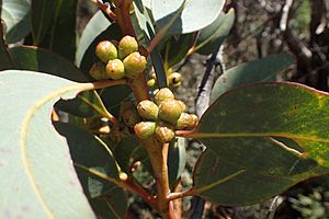 Eucalyptus conglobata buds (2)