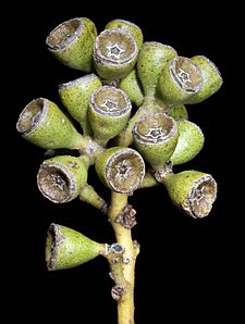 Eucalyptus lucasii - Flickr - Kevin Thiele