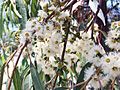 Eucalyptus propinqua - flowers 01