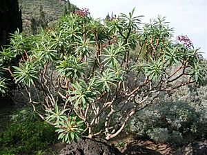 Euphorbia atropurpurea0.jpg