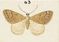 Fig 43 MA I437612 TePapa Plate-XIII-The-butterflies full (cropped)