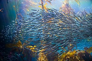 Fish swarm through the kelp forest