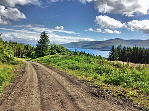 Forest walk in Lochaline