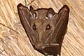 Gambian epauletted fruit bat (Epomophorus gambianus)
