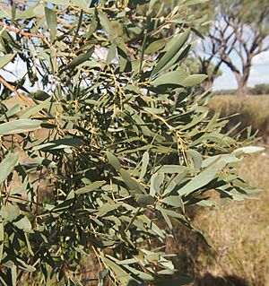 Gidgee foliage
