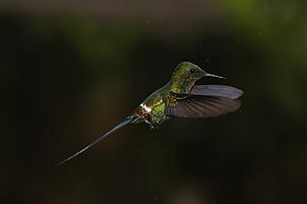 Green thorntail (Discosura conversii) male in flight