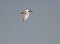 Gull-billed Tern (Gelochelidon nilotica) W IMG 6889