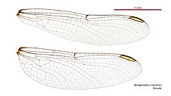 Hemigomphus comitatus female wings (34248927063)